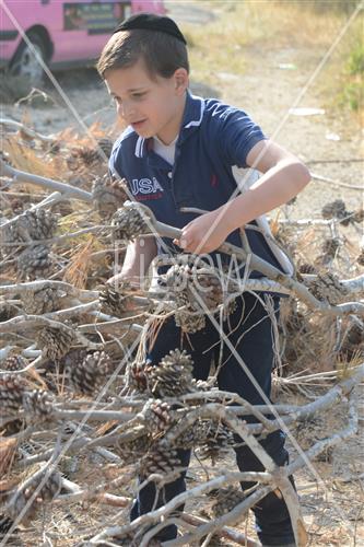 אסיפת עצים לל"ג בעומר