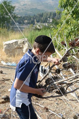אסיפת עצים לל"ג בעומר