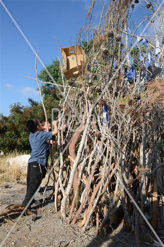 Collecting trees for Lag B'Omer