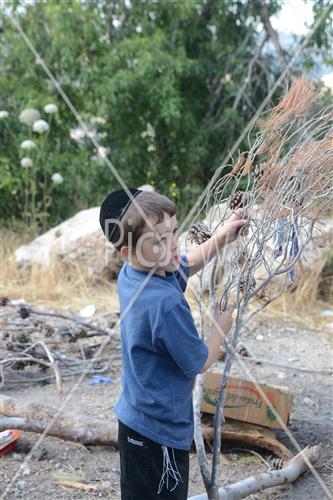 Collecting trees for Lag B'Omer