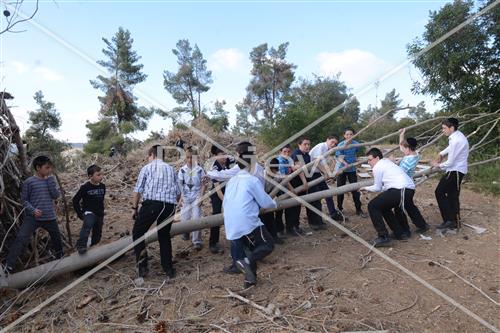 Collecting trees for Lag B'Omer