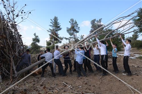 אסיפת עצים לל"ג בעומר