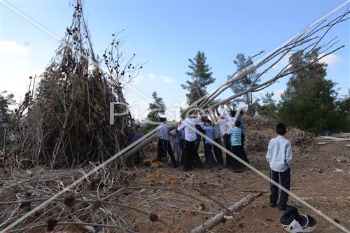 Collecting trees for Lag B'Omer