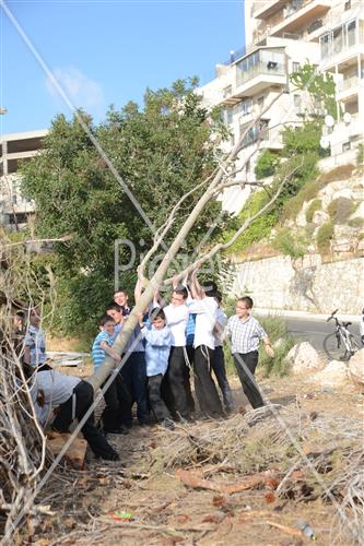 Collecting trees for Lag B'Omer