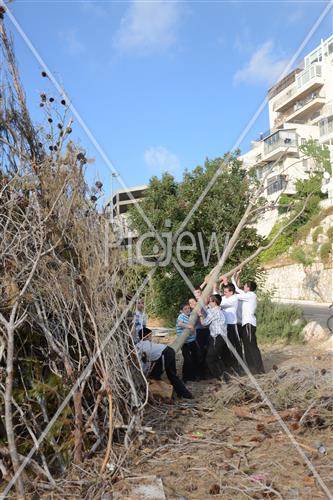 אסיפת עצים לל"ג בעומר