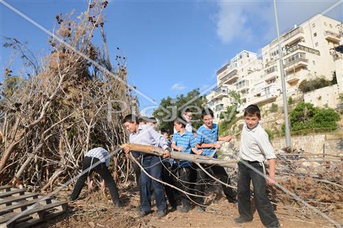 אסיפת עצים לל"ג בעומר