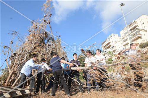אסיפת עצים לל"ג בעומר