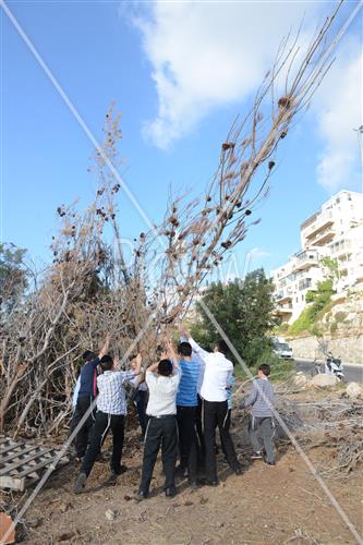 אסיפת עצים לל"ג בעומר
