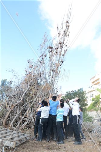 אסיפת עצים לל"ג בעומר
