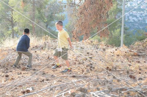 Collecting trees for Lag B'Omer