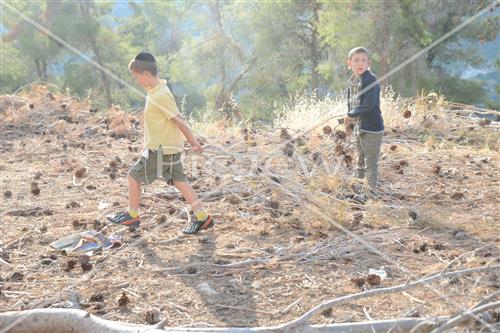 אסיפת עצים לל"ג בעומר