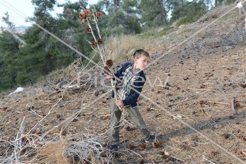 אסיפת עצים לל"ג בעומר