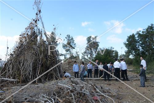 אסיפת עצים לל"ג בעומר