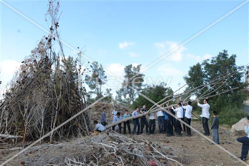 Collecting trees for Lag B'Omer