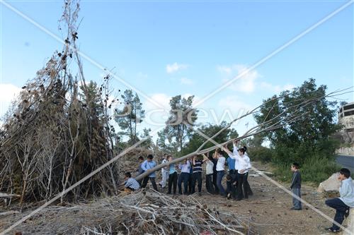 Collecting trees for Lag B'Omer