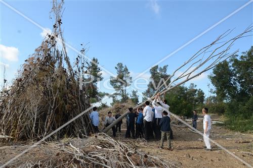 Collecting trees for Lag B'Omer