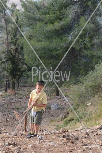 Collecting trees for Lag B'Omer