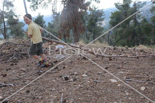 Collecting trees for Lag B'Omer