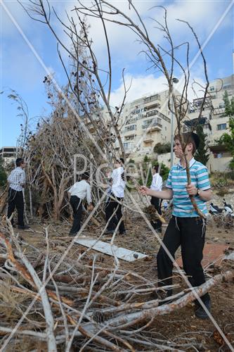 Collecting trees for Lag B'Omer