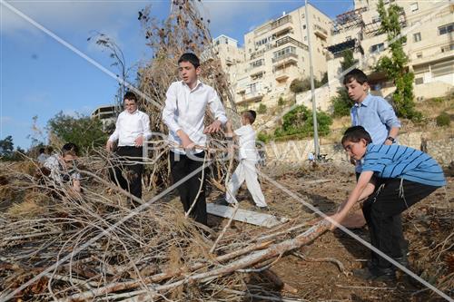 אסיפת עצים לל"ג בעומר