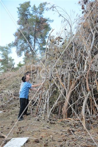 Collecting trees for Lag B'Omer