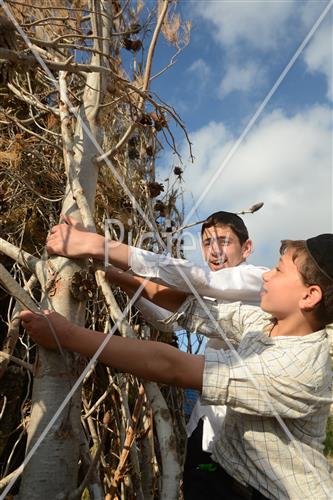 אסיפת עצים לל"ג בעומר