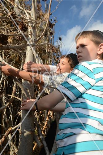 Collecting trees for Lag B'Omer