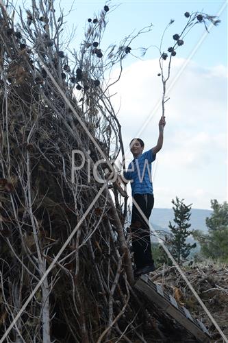 Collecting trees for Lag B'Omer