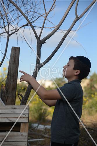 Collecting trees for Lag B'Omer