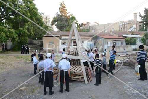 אסיפת עצים לל"ג בעומר