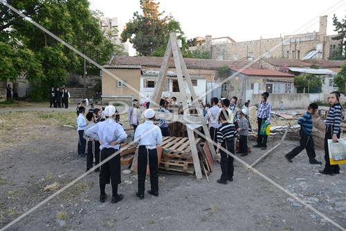 אסיפת עצים לל"ג בעומר