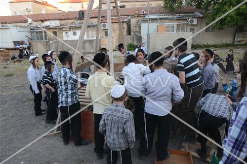 אסיפת עצים לל"ג בעומר