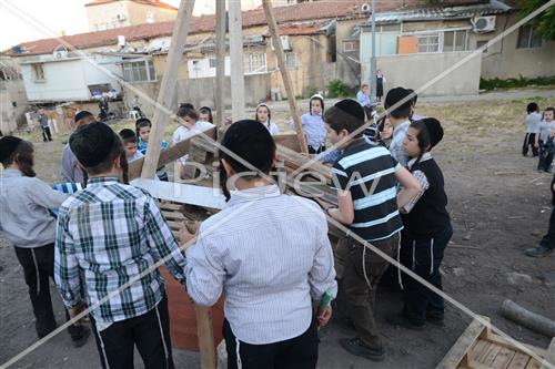 אסיפת עצים לל"ג בעומר