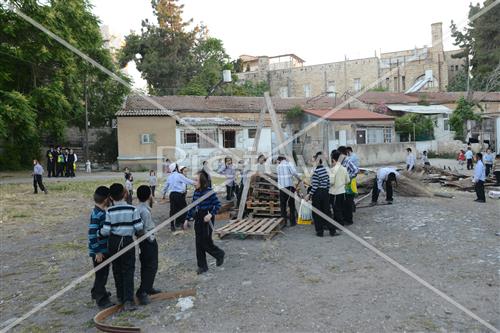 אסיפת עצים לל"ג בעומר