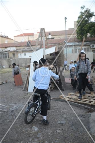 Collecting trees for Lag B'Omer