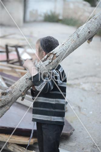Collecting trees for Lag B'Omer