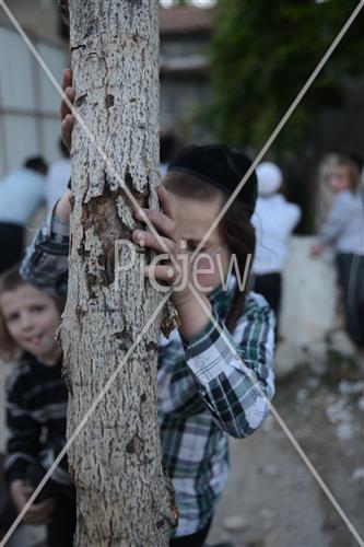 אסיפת עצים לל"ג בעומר