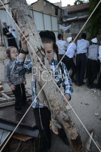 אסיפת עצים לל"ג בעומר