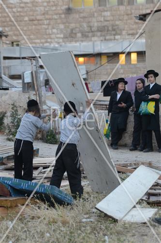 Collecting trees for Lag B'Omer