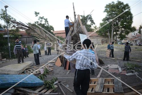 Collecting trees for Lag B'Omer