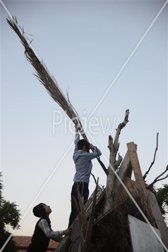 Collecting trees for Lag B'Omer