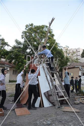אסיפת עצים לל"ג בעומר