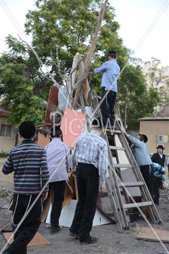 Collecting trees for Lag B'Omer