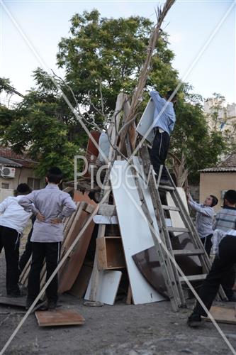 Collecting trees for Lag B'Omer