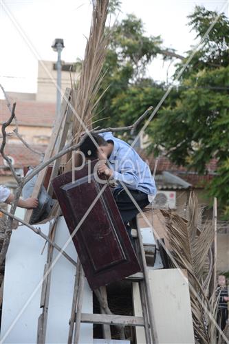 אסיפת עצים לל"ג בעומר