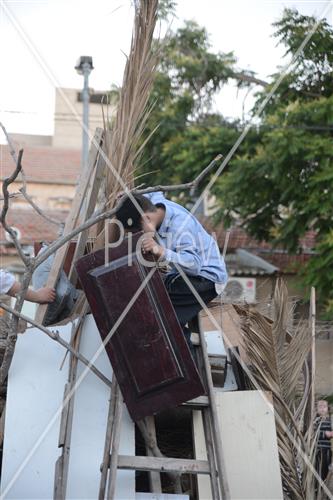 Collecting trees for Lag B'Omer