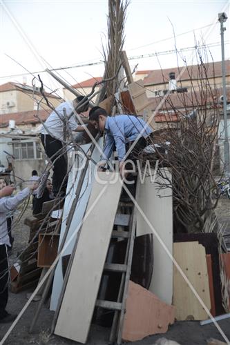 אסיפת עצים לל"ג בעומר