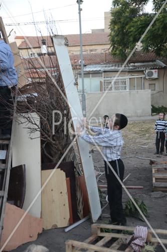 אסיפת עצים לל"ג בעומר