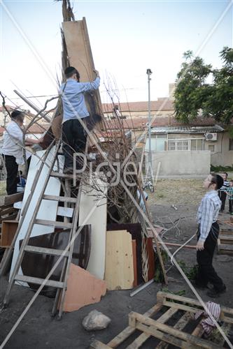 Collecting trees for Lag B'Omer