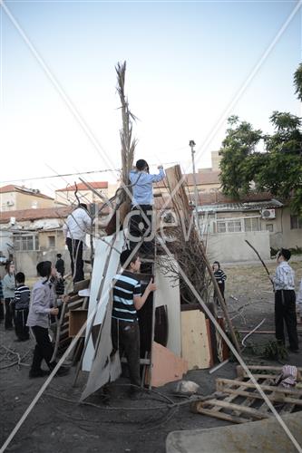 Collecting trees for Lag B'Omer
